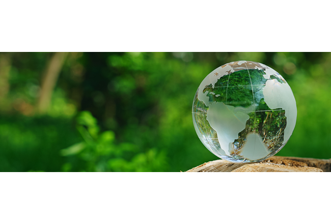 Glass globe sitting on a log with forest in background