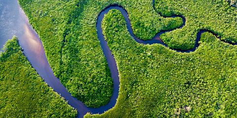 View of a river from above, flowing through a dense forest.