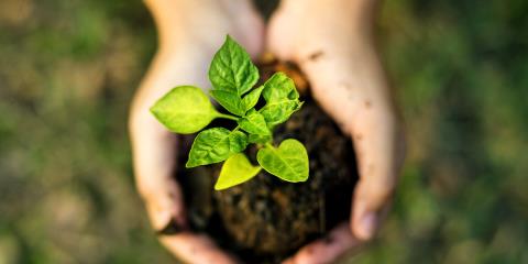 Seedling growing out of a pile of earth held by two hands